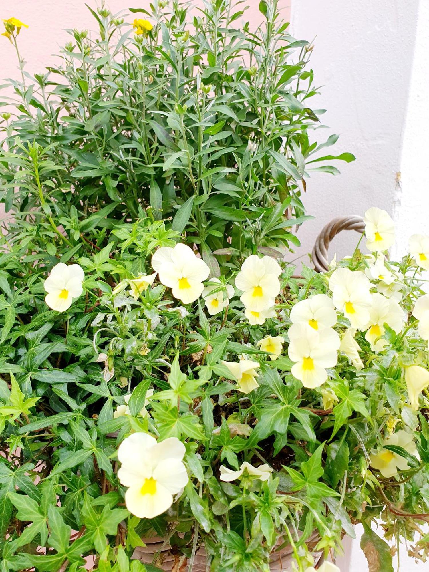 Casa Vacanze Rosy "Nel Verde" パリヌロ 部屋 写真